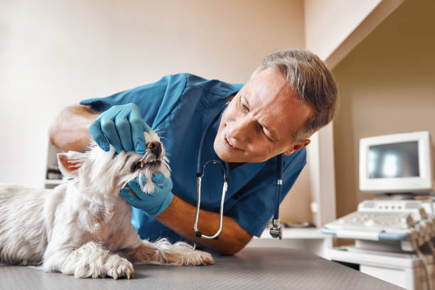  Haymarket, VA Emergency Dentist Pros